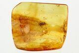 Detailed Fossil Leaf Beetle (Eumolpinae) in Baltic Amber #352703-1